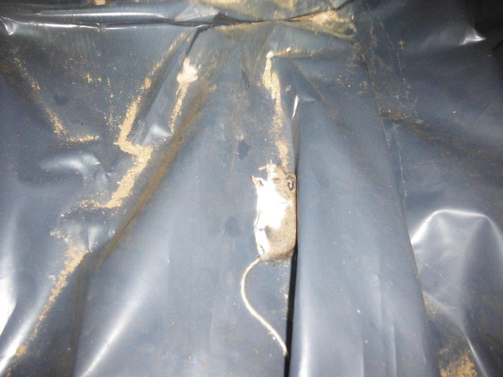 Bellingham Pest Control Cleanup