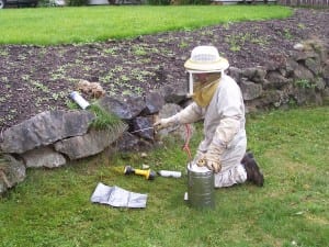 Marysville Wasp Removal