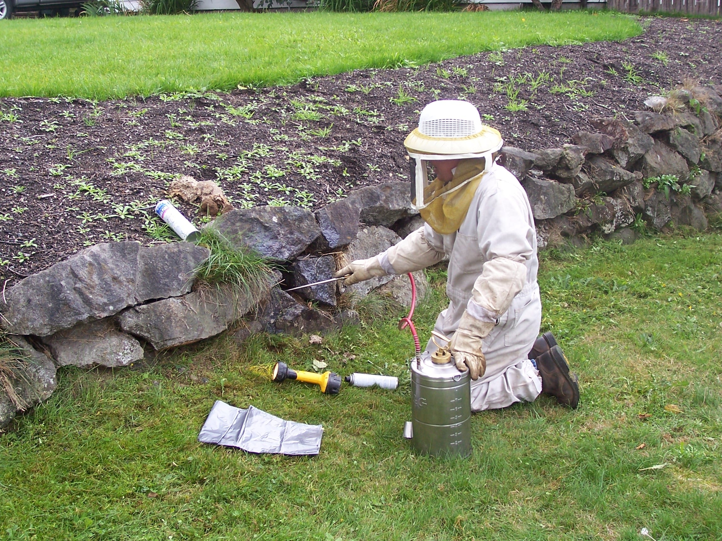 Wasp Removal in Marysville