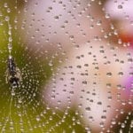5 ways to keep spiders aways from your home