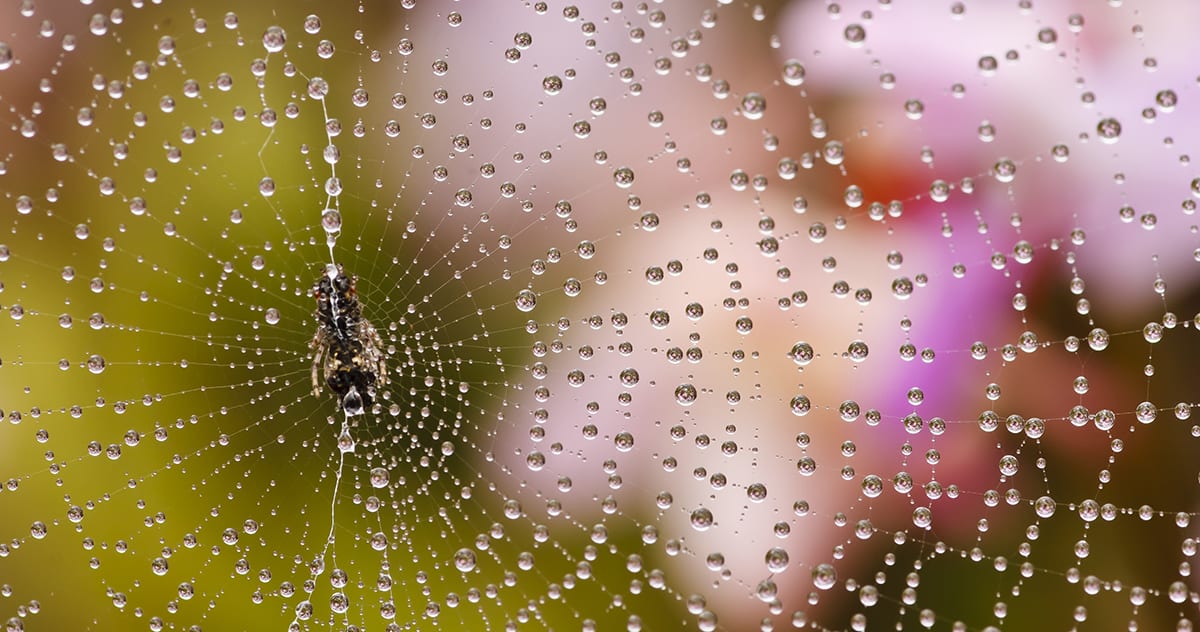 5 Ways to Keep Spiders Away from Your Home