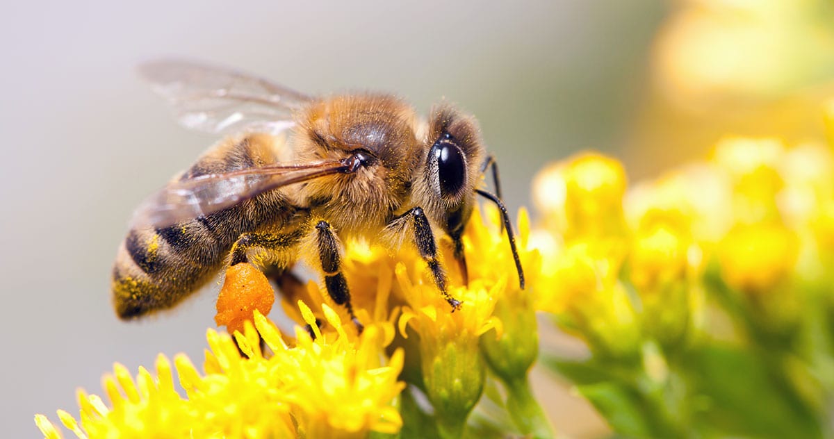 5 Methods of Bee Removal Without Killing Them