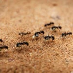 7 Tips to Keep Ants Out of Your Home