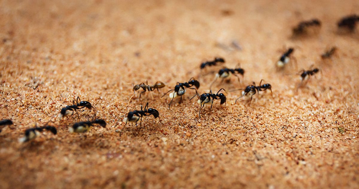 7 Tips to Keep Ants Out of Your Home