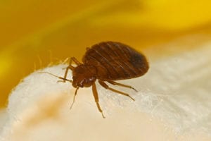 closeup of bed bug