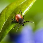 How to Keep Ticks Out of Your Yard