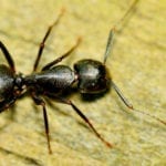 signs of carpenter ants