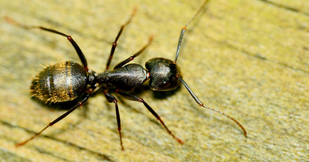 4 Signs of Carpenter Ants