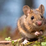 5 signs of mice in your home