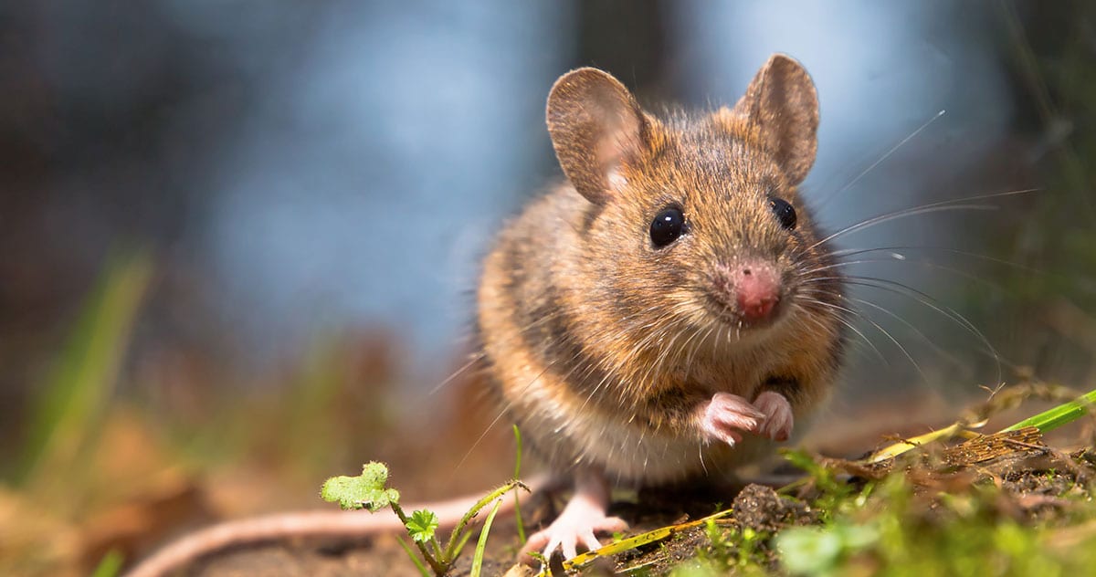 5 Signs of Mice in Your Home
