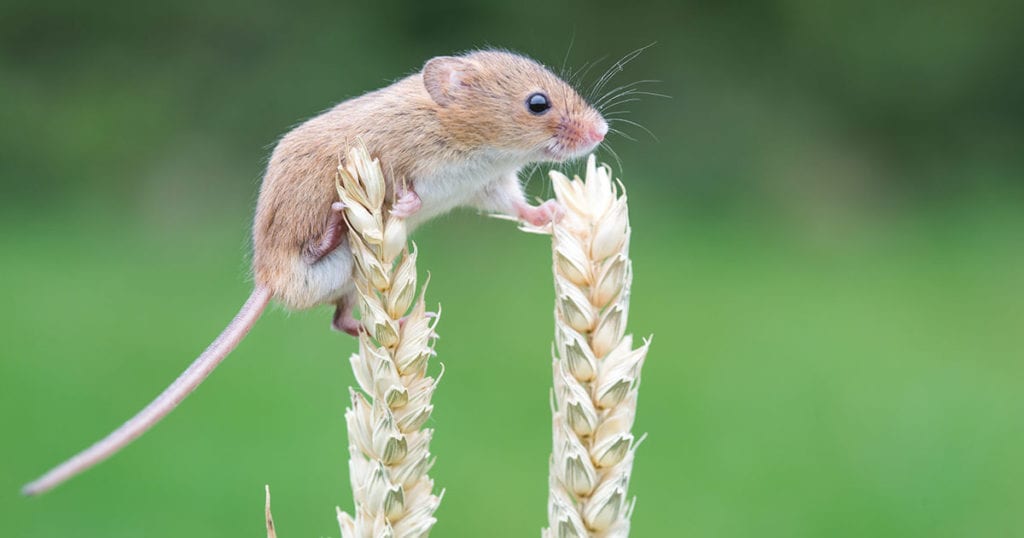 Mice Insect How to Prevent Mice from Entering Your Home | Classic Pest Control ...