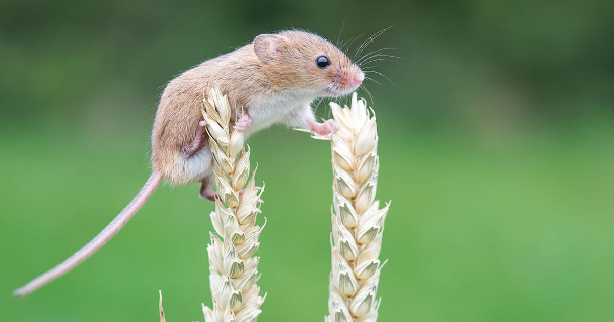 How to Prevent Mice from Entering Your Home