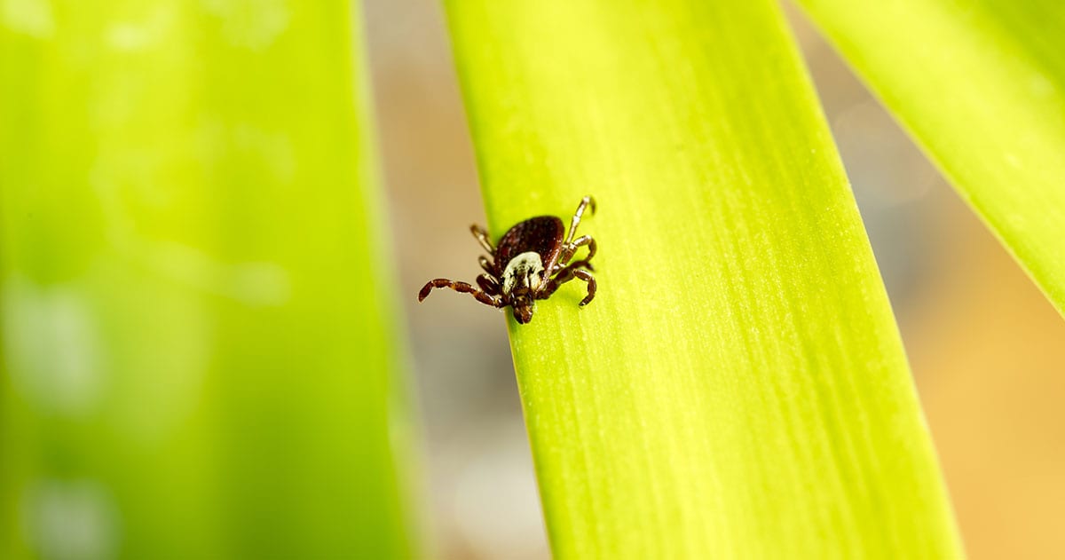 Symptoms of a Tick Bite