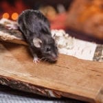 Health Risks of a Rodent Infestation