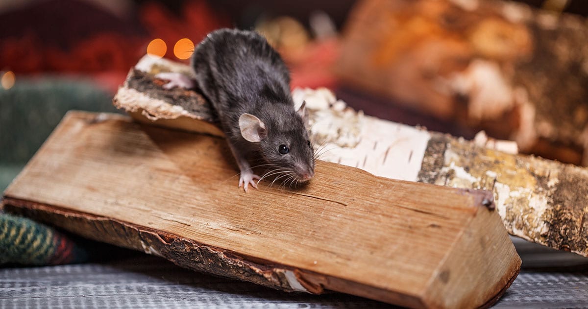 Health Risks of a Rodent Infestation
