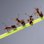 Home Remedies to Keep Ants Out