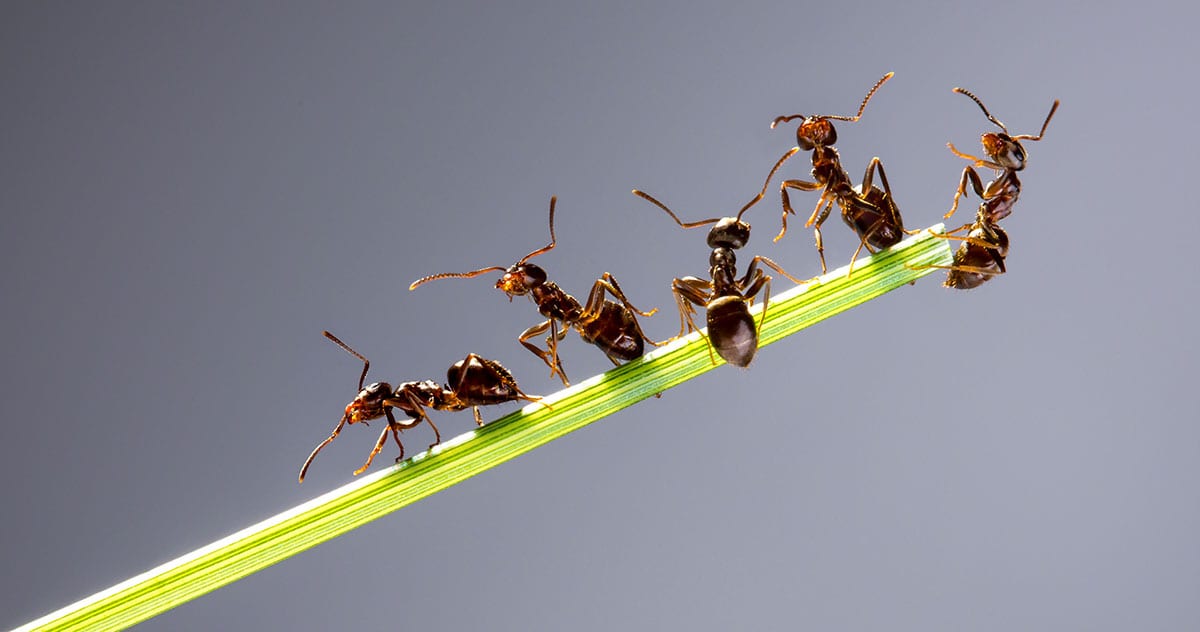 Home Remedies to Keep Ants Out