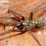 3 Signs of a Hobo Spider Infestation