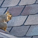 How Pests Can Damage Your Home