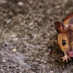 5 Signs of Rodents in your Home