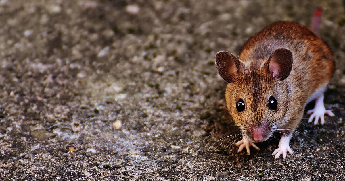 5 Signs of Rodents in Your Home