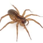 Attention Pacific Northwest Residents: Spider Population Explodes