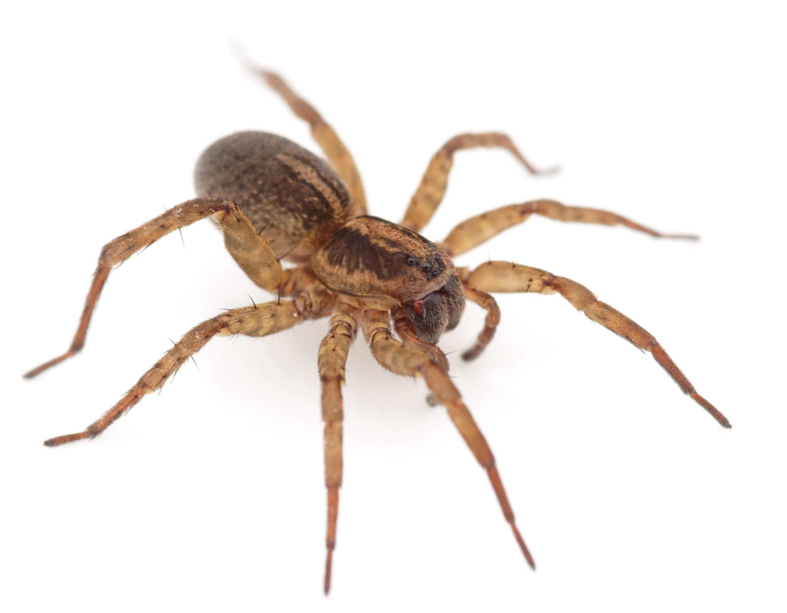Attention Pacific Northwest Residents: Spider Population Explodes