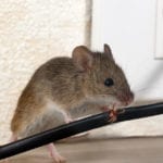 How to Prevent Rodent Damage to Your Electrical System