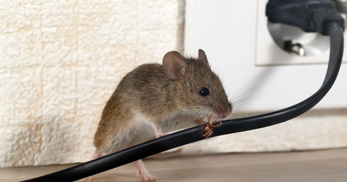 How to Prevent Rodent Damage to Your Electrical System