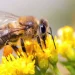 5 Methods of Bee Removal Without Killing Them, What To Do If You Find Bees In Your Yard, closeup of a honeybee on a dandelion