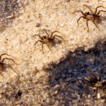 3 Signs of Spider Infestation