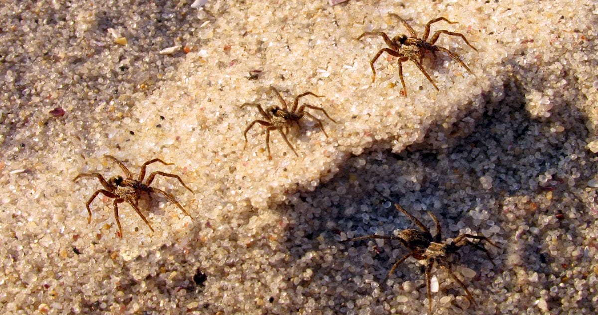3 Signs of Spider Infestation