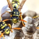 How to Keep Wasps Away From Your House