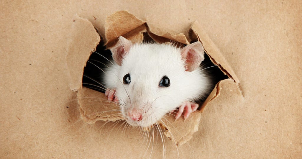 How to Block Mouse and Rat Holes in Your Home - Classic Pest Control ...