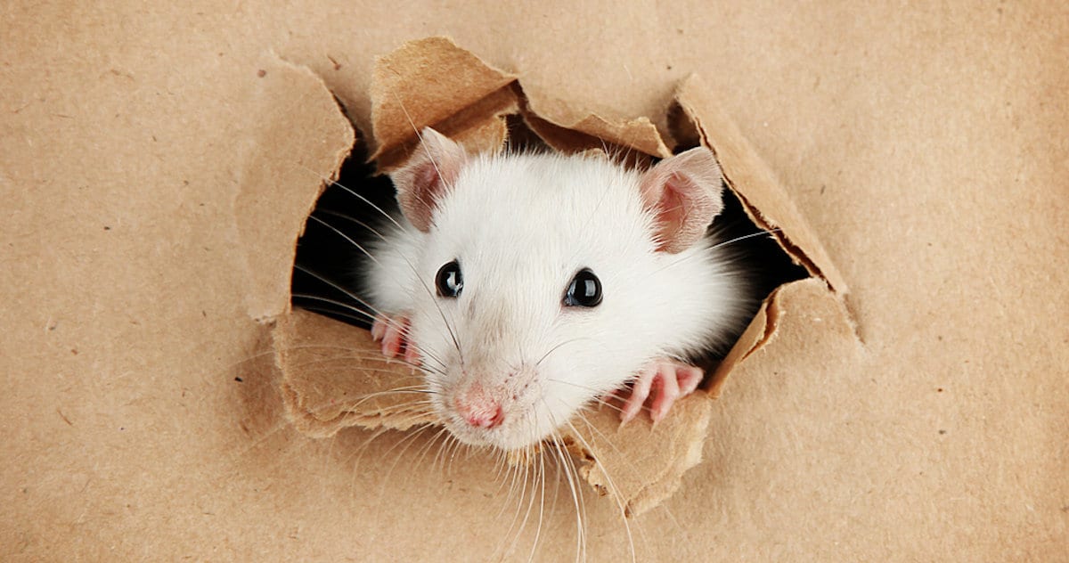 How to Block Mouse and Rat Holes in Your Home