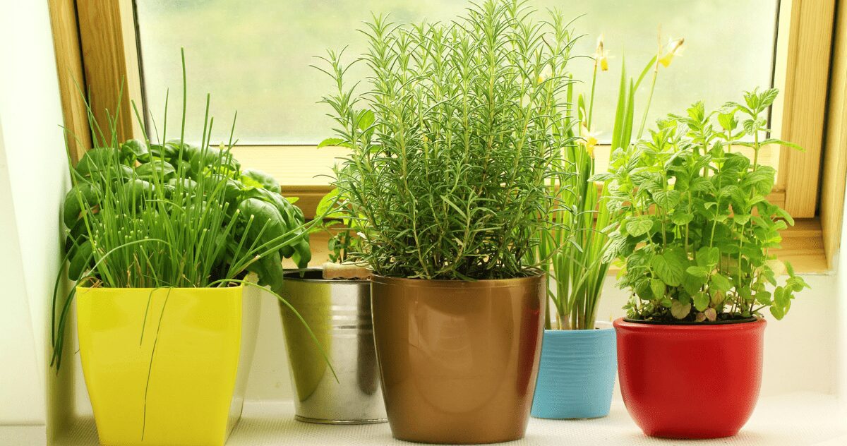 Plants That Keep Spiders Away