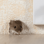 photo of mouse head coming out from inside a wall to illustrate what to do if you hear mice in your walls