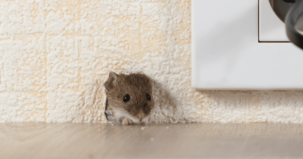 What to Do if You Hear Mice in Your Walls