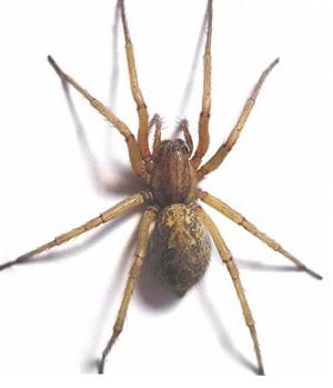 Giant House Spider Vs Hobo Spider: What’s the Difference?