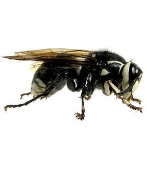 Hornets; Bald Faced Hornet