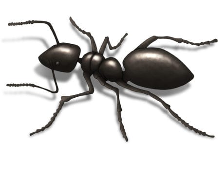 moisture ant