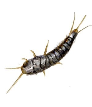 Silverfish