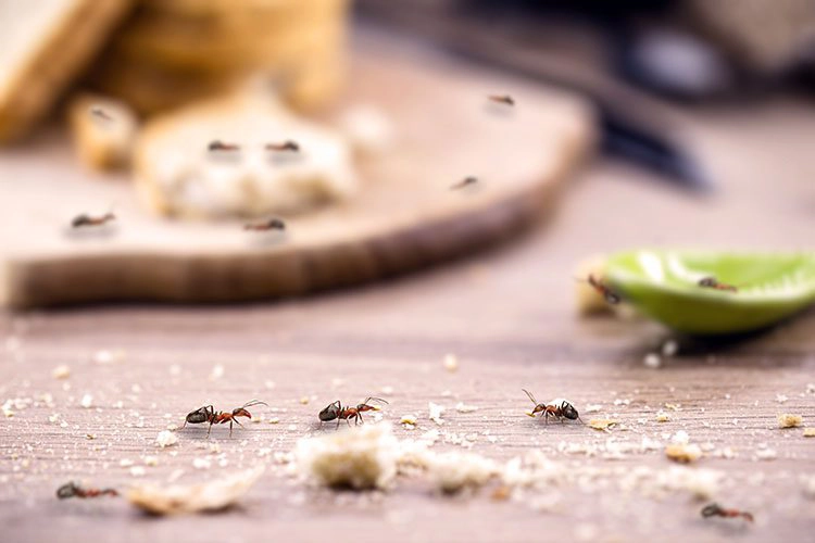 ant infestation on kitchen counter