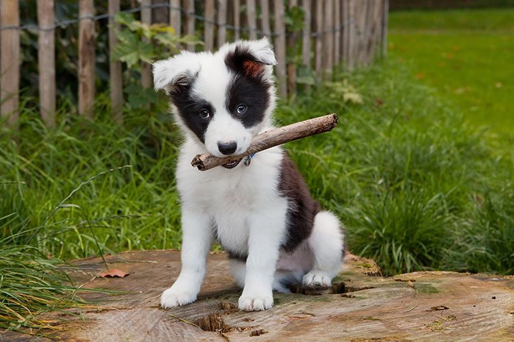puppy holding a stick and looking at the camera