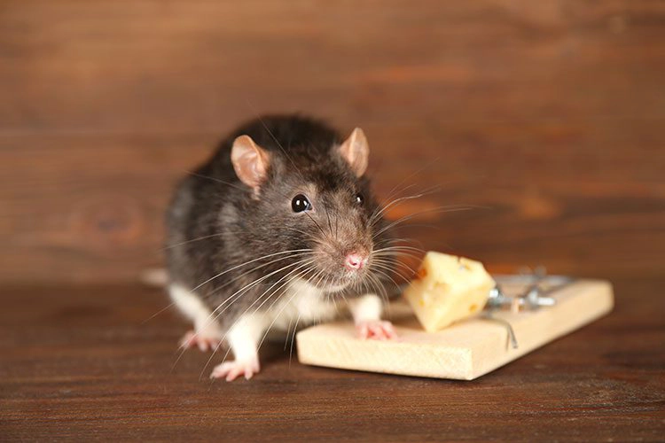 rat standing on a mouse trap