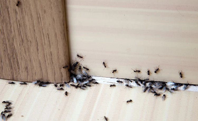 ants coming out from under a door