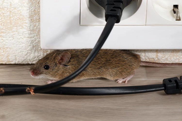 mouse crawling next to electrical wires