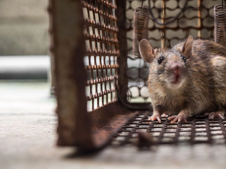 rat in a metal cage