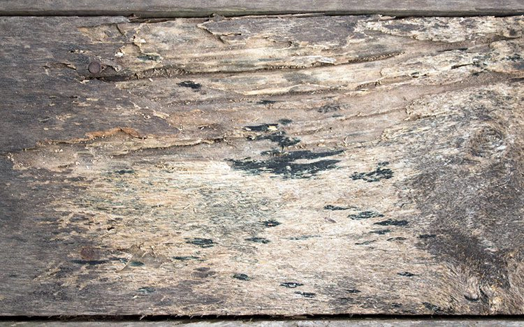 termite damage on wood surface