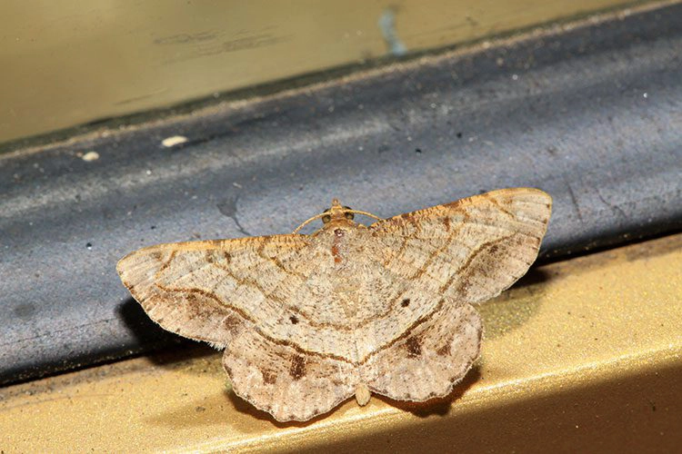 moth on a black and brown background